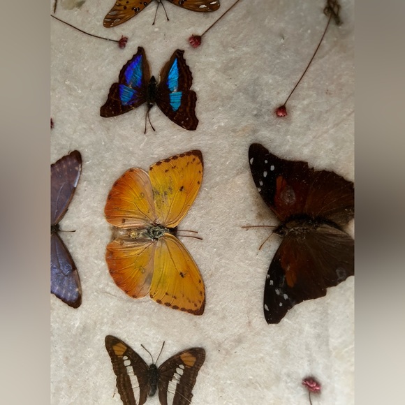 Charming tray over 100 years old Victorian butterfly shrooms fern nature core - Picture 4 of 12